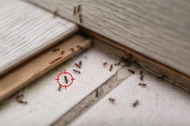 Best Mosquito Control Services  in Frent Hills, MO