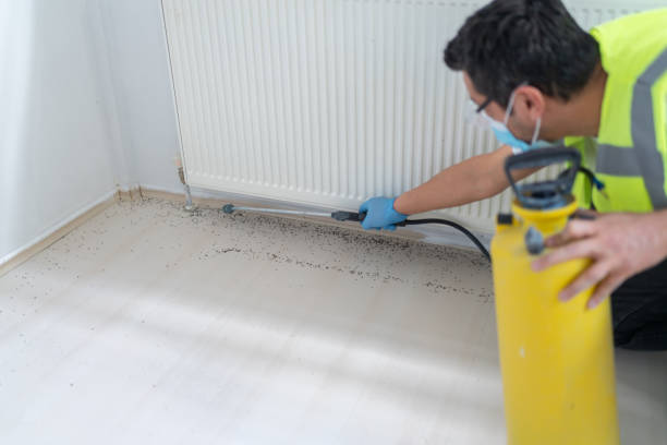 Best Wasp Removal Services  in Frent Hills, MO