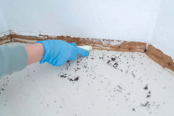 Best Wasp Removal Services  in Frent Hills, MO